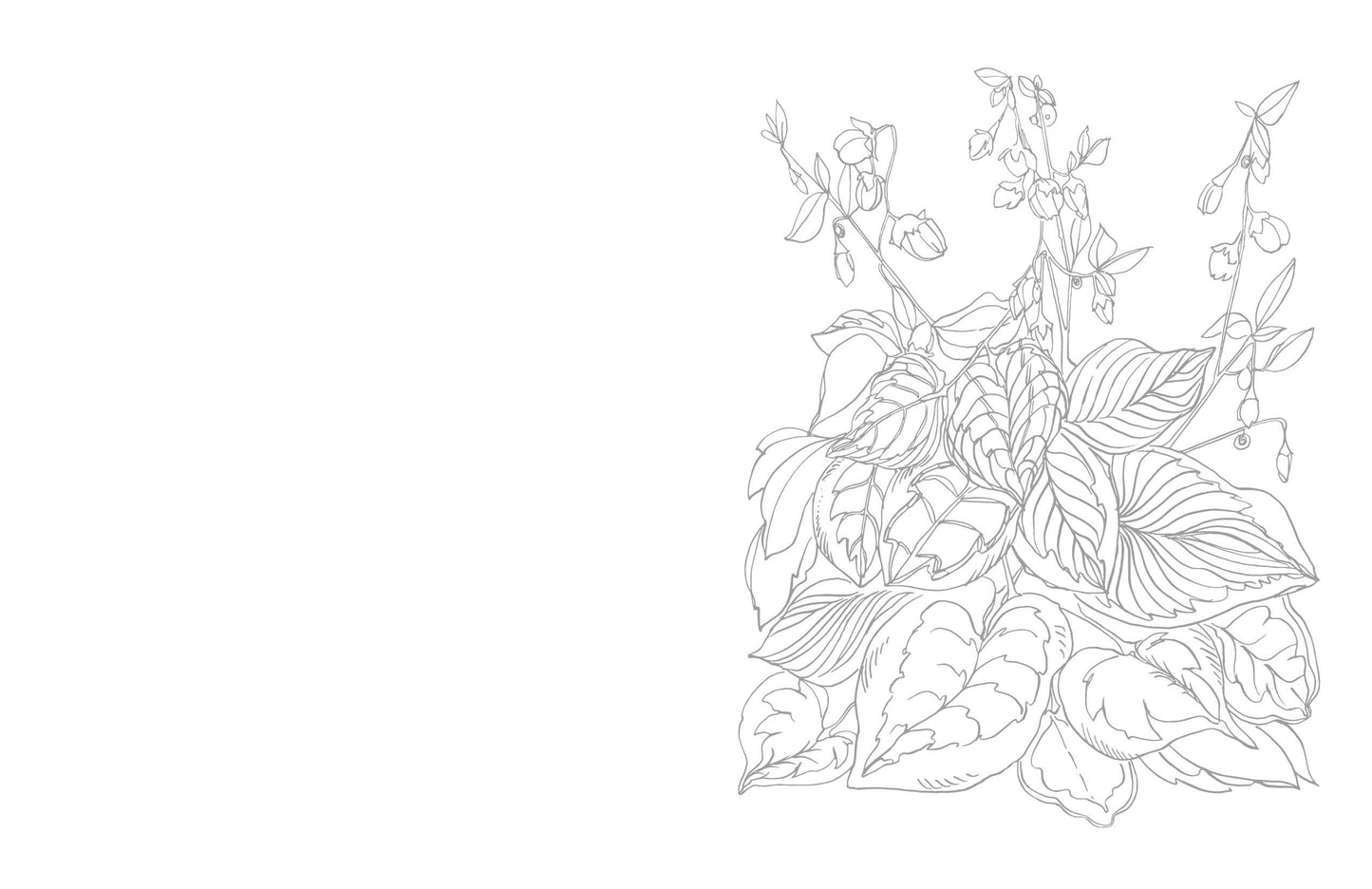 Schiffer Publishing - Kristy's Summer Cutting Garden: A Watercoloring Book