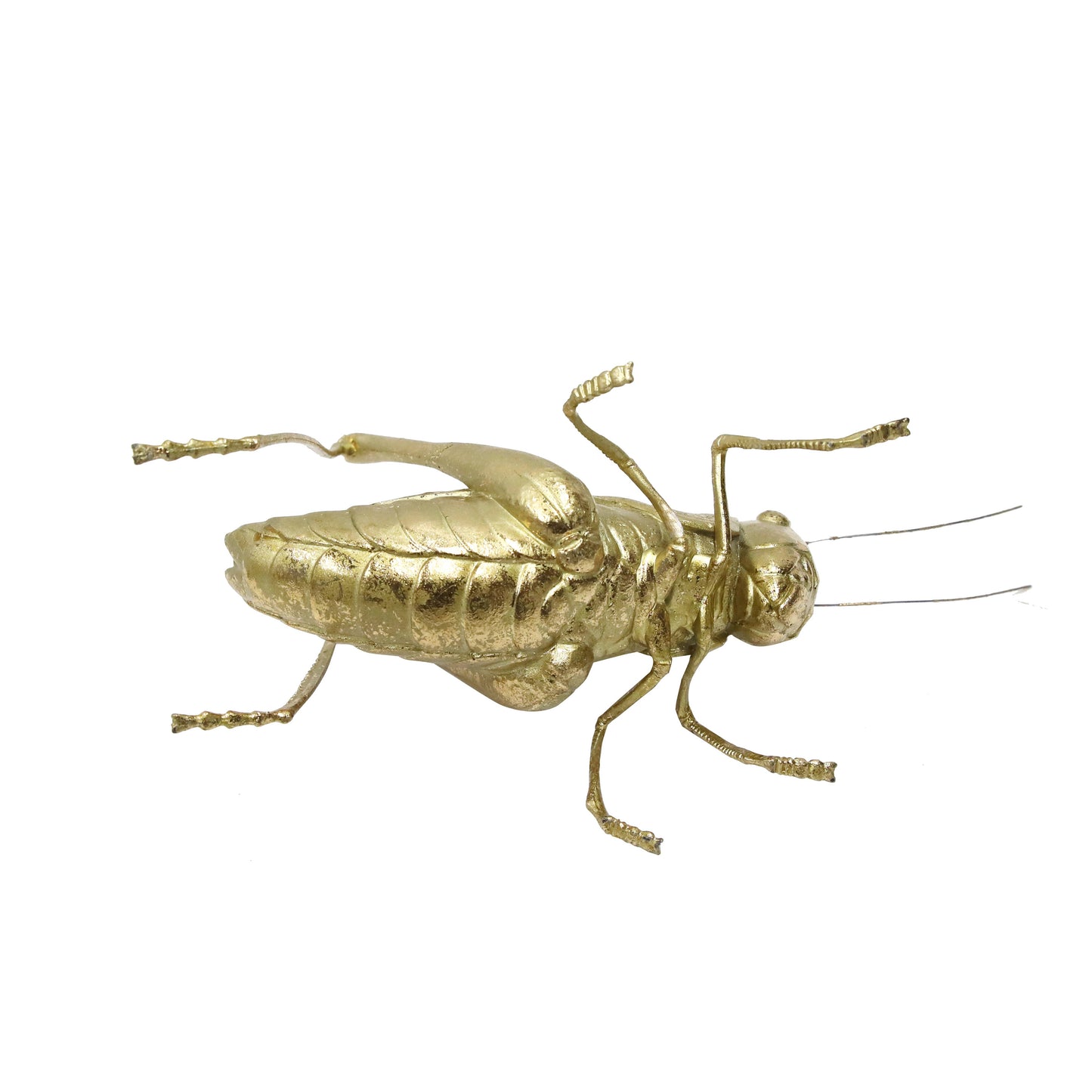 Modern World by Contrast Inc. - Golden Grasshopper
