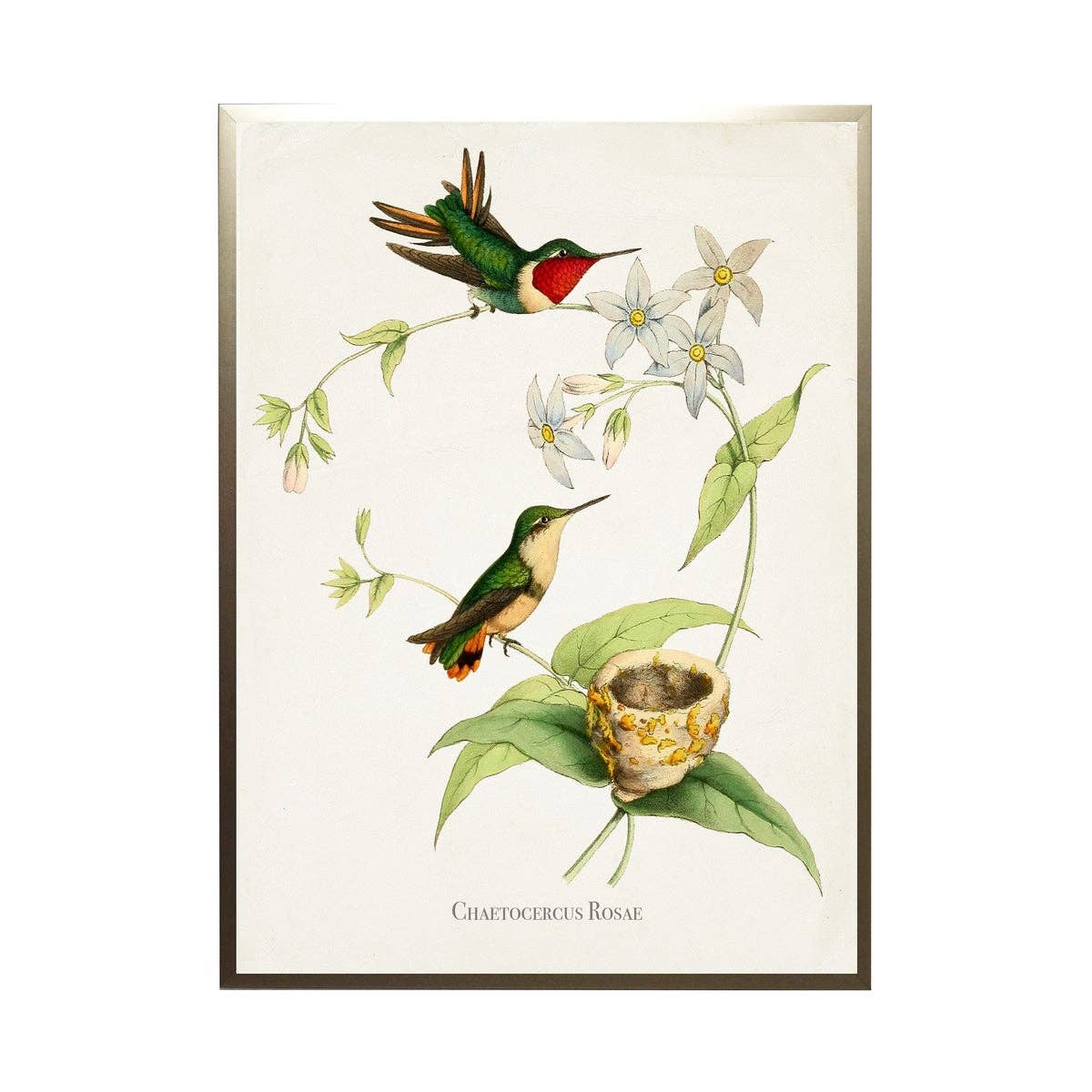 Antique Curiosities Inc - Hummingbird On Leaves With Flowers: Silver Frame 1390-70 Qq / 10" X 8"