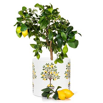 Abbott - Lg Lemon Tree Planter-6.5"D-1753