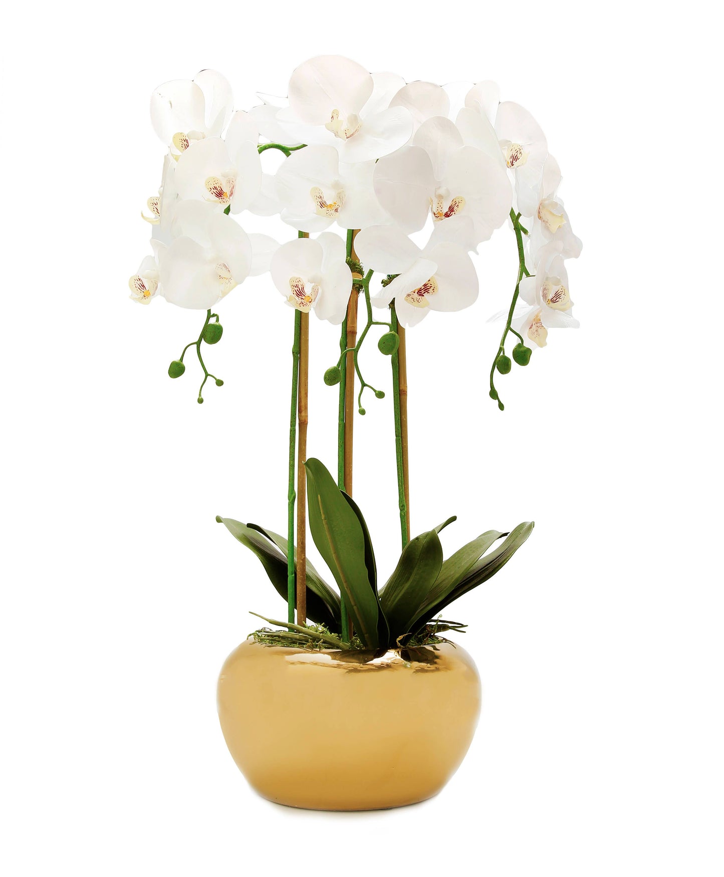 VIVIENCE - 3 Branched White Orchid Plant in Gold Pot