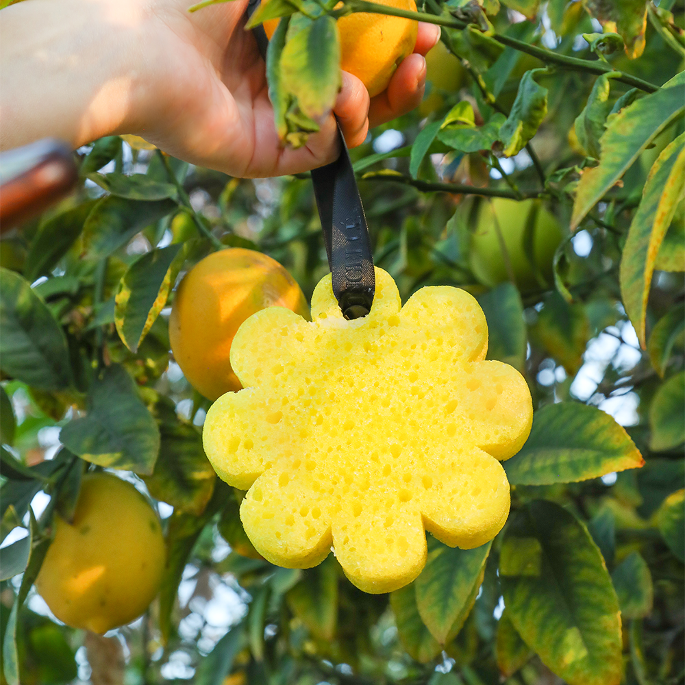 Spongellé - Papaya Yuzu Wild Flower