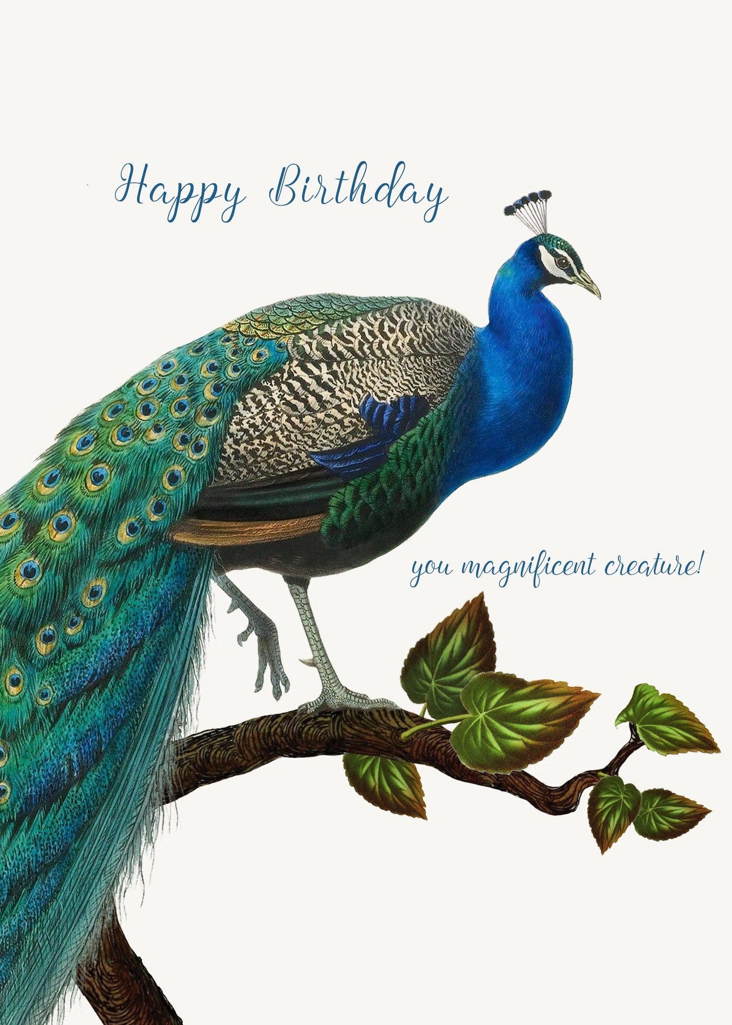 P. Flynn Design / Phun House - Happy Birthday You Magnificent Creature • 5x7 Greeting Card