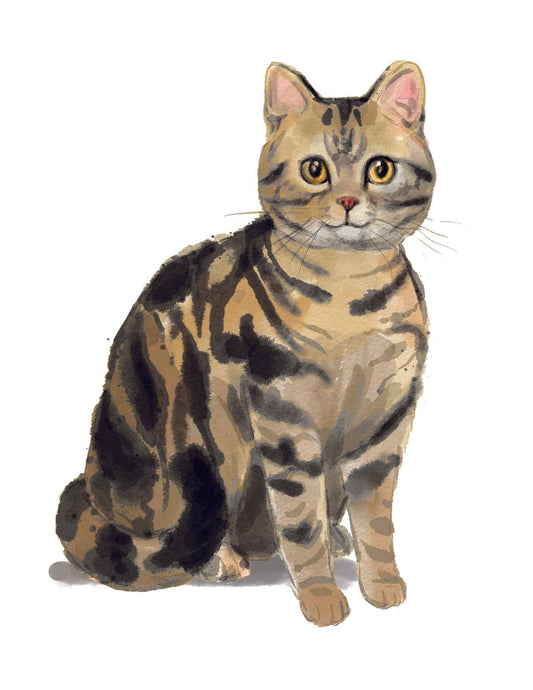 Bourbon & Bacon - American Shorthair Brown Tabby Note Cards