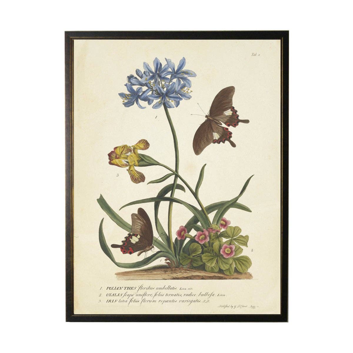 Antique Curiosities Inc - Vintage Floral And Butterfly Print: Black Frame 2400-35 Za / 10" X 8"