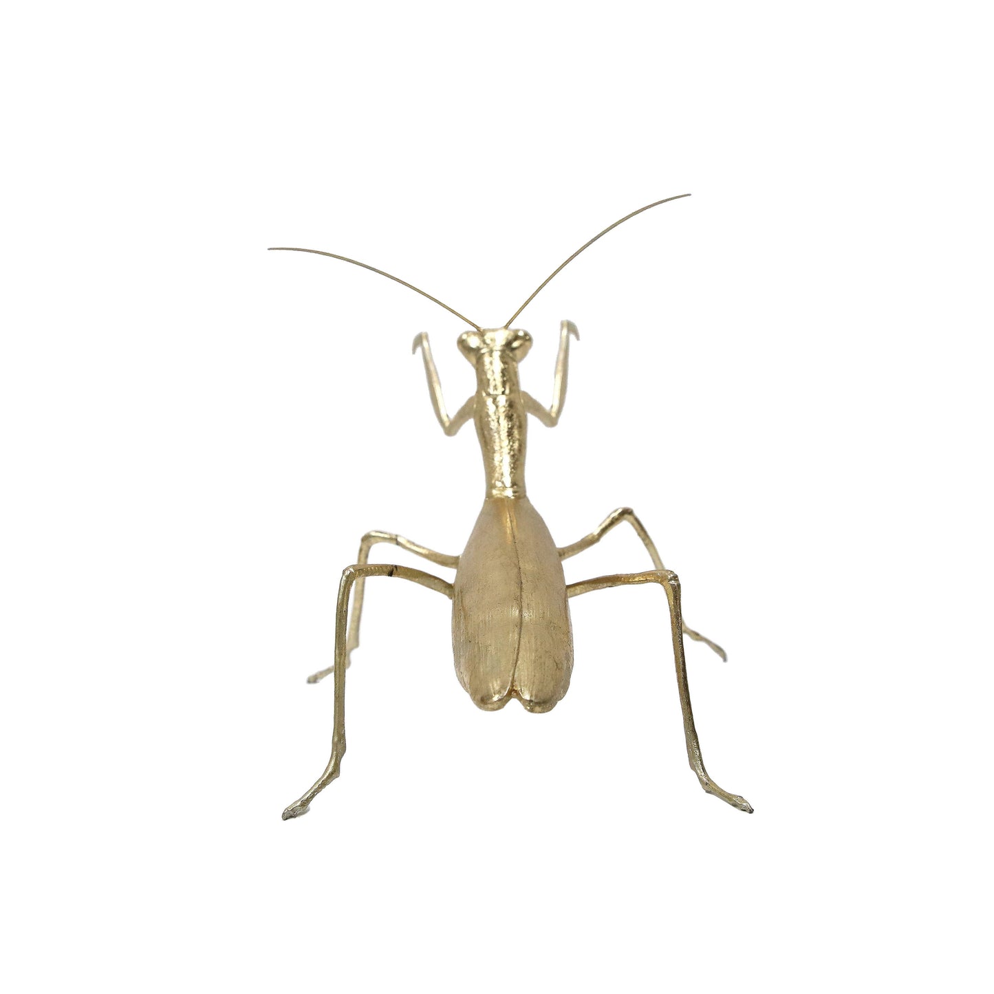 Modern World by Contrast Inc. - Golden Praying Mantis
