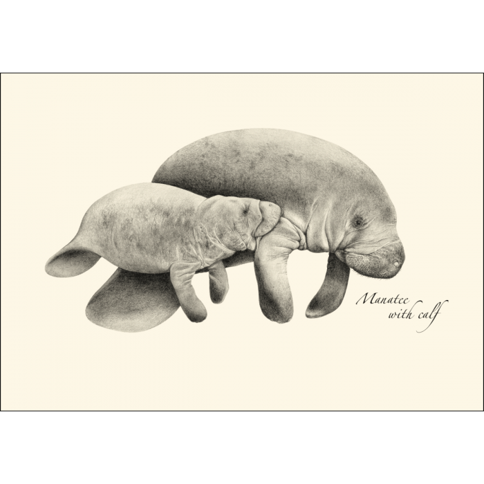 Earth Sky + Water - Manatees