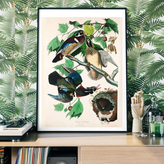Ink & Drop - Wood duck vintage print: 11 ¾ x 15 ¾ in | 30x40 cm / Matte