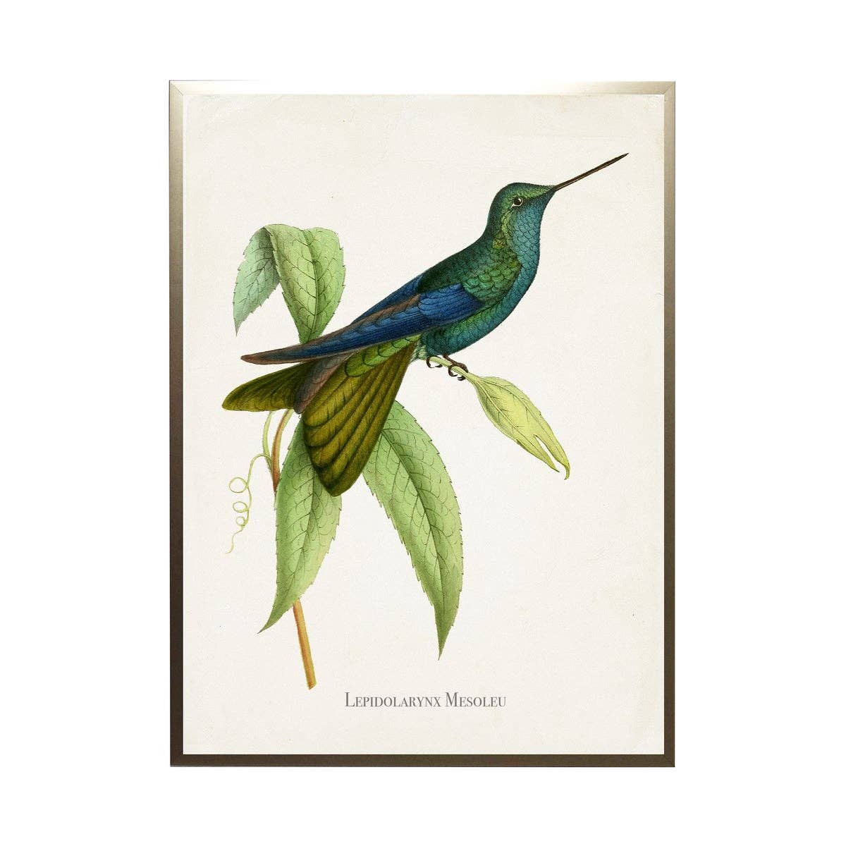 Antique Curiosities Inc - Hummingbird On Leaves With Flowers: Silver Frame 1390-70 Qq / 10" X 8"