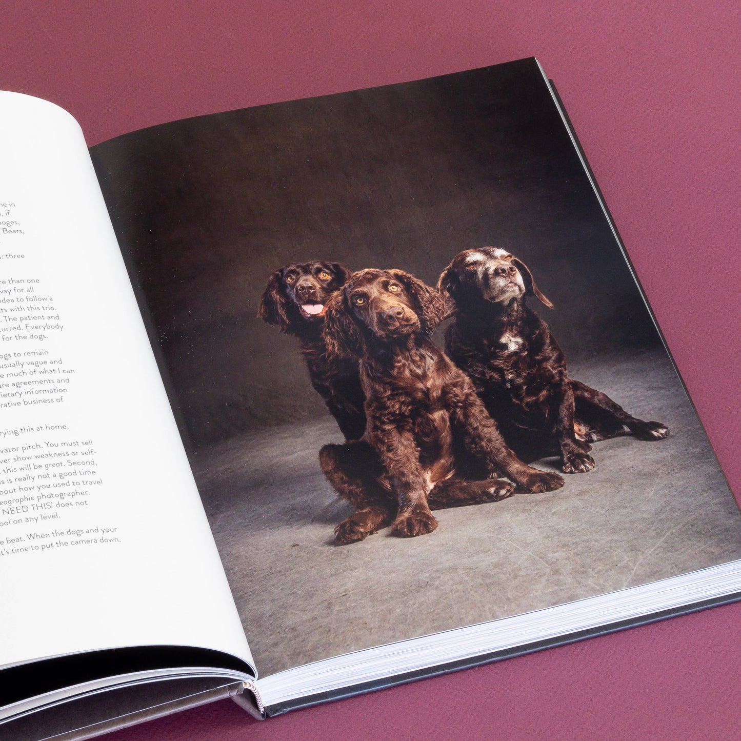 Chronicle Books - Year of the Dogs