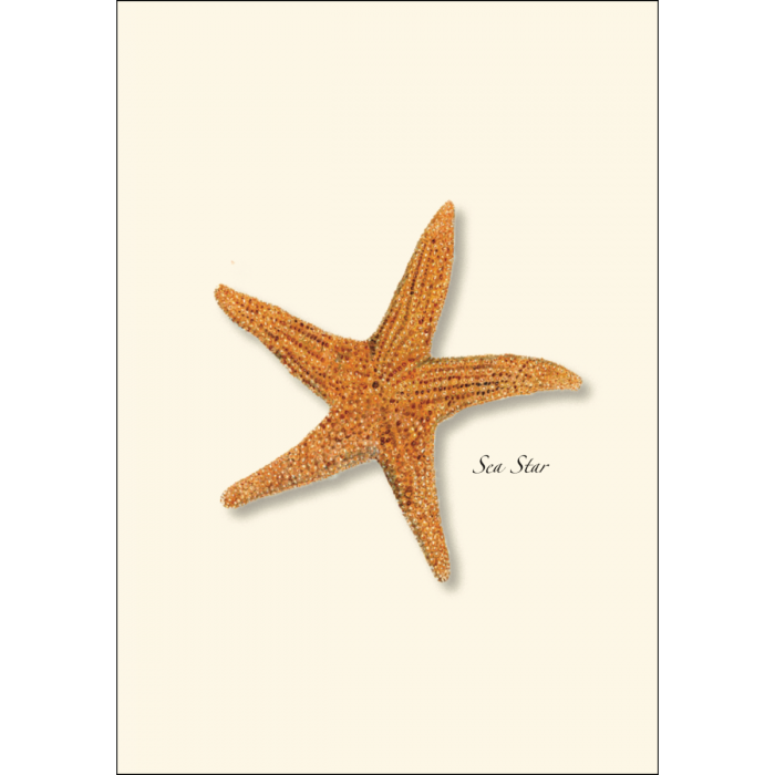 Earth Sky + Water - Sea Star Assorted Notecard Set