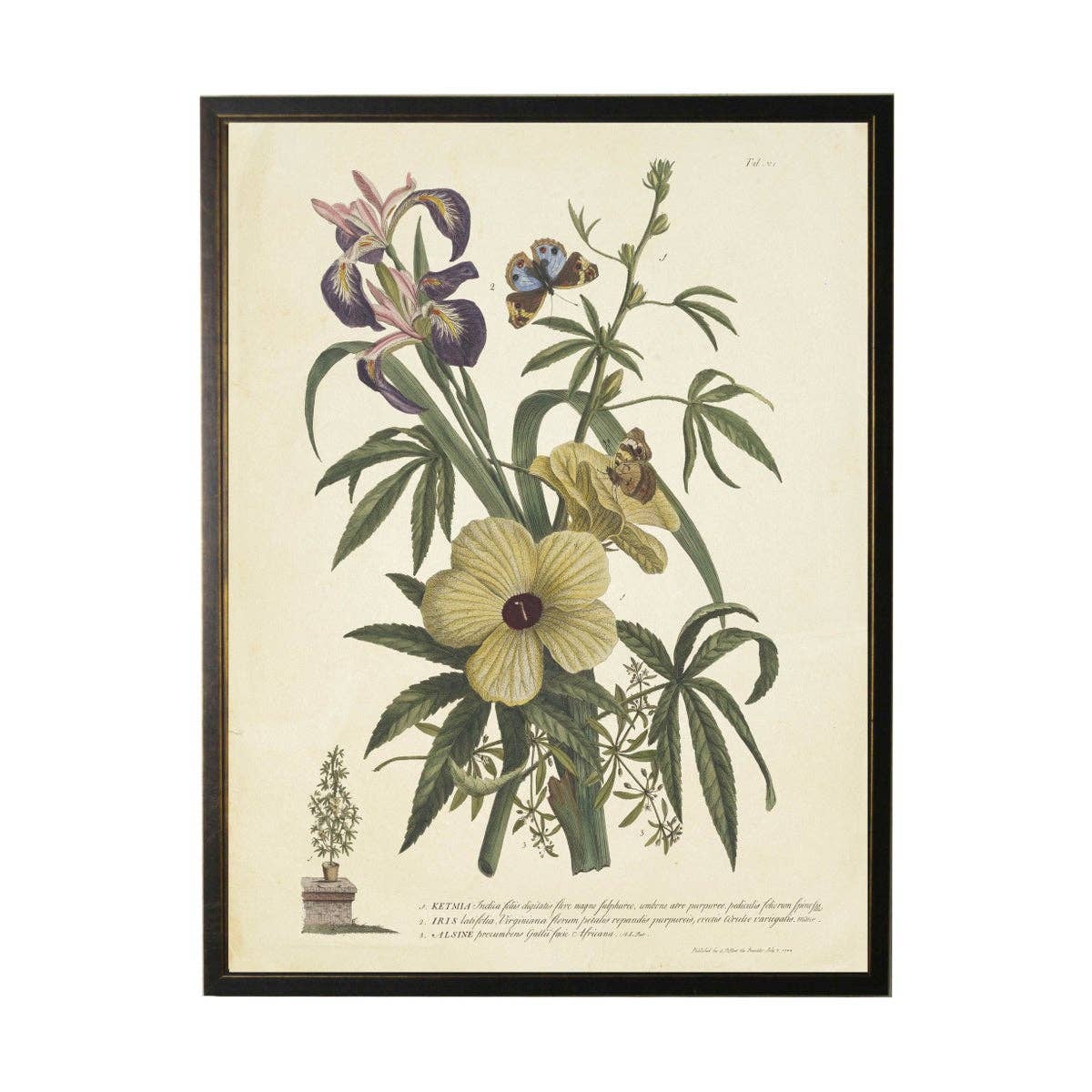 Antique Curiosities Inc - Vintage Floral And Butterfly Print: Black Frame 2400-35 Za / 10" X 8"