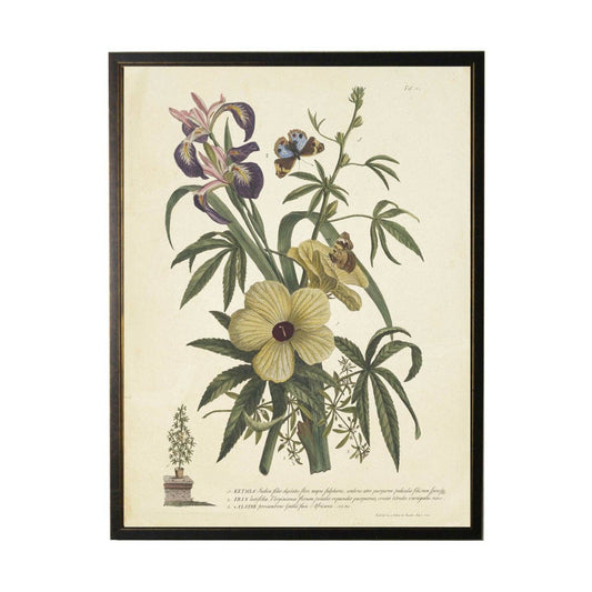 Antique Curiosities Inc - Vintage Floral And Butterfly Print: Black Frame 2400-35 Za / 10" X 8"