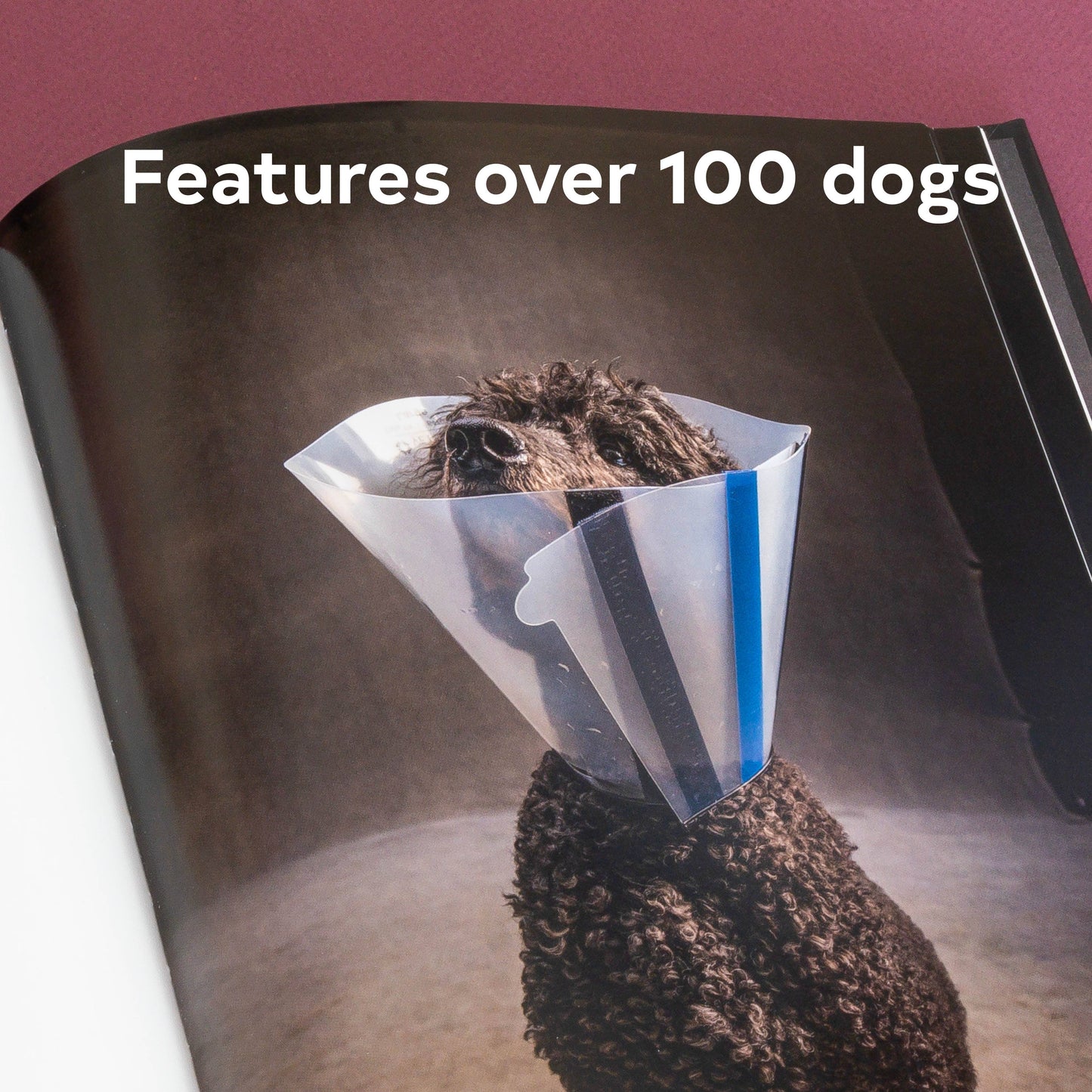 Chronicle Books - Year of the Dogs