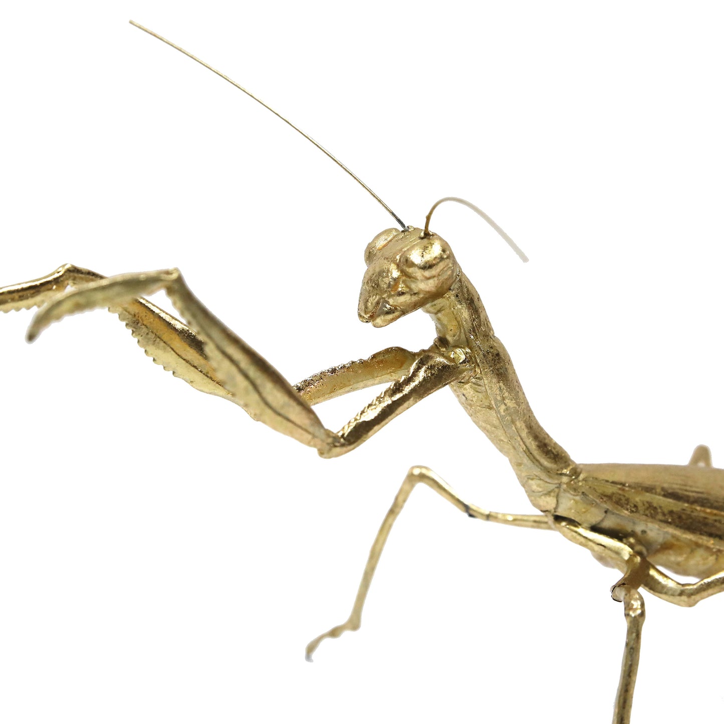 Modern World by Contrast Inc. - Golden Praying Mantis
