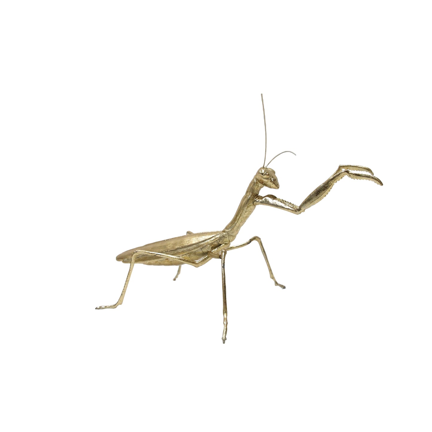 Modern World by Contrast Inc. - Golden Praying Mantis