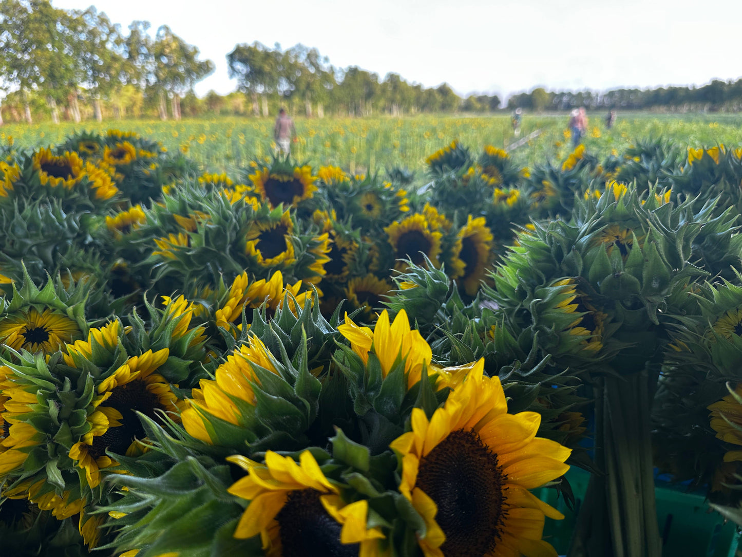 Worden Farm - Florida Farm-Fresh-Cut Organic Sunflowers - Sleeved
