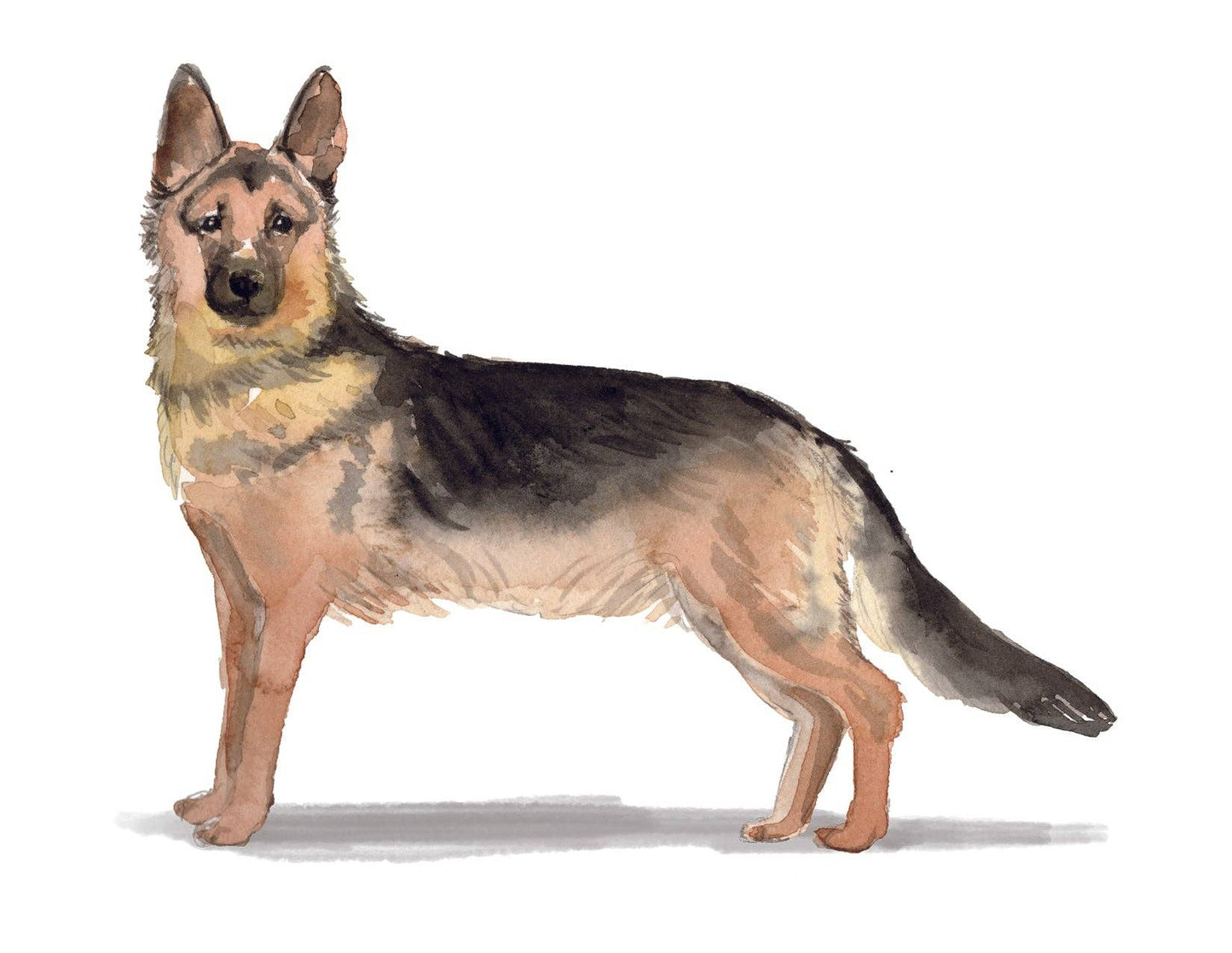 Bourbon & Bacon - German Shepherd Note Cards
