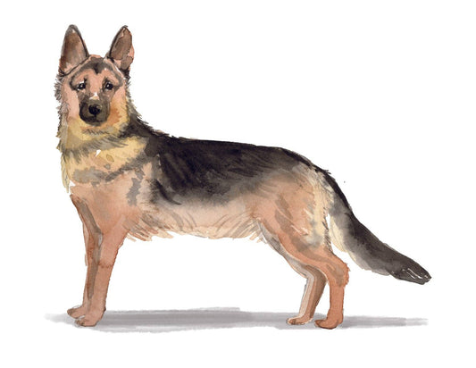 Bourbon & Bacon - German Shepherd Note Cards