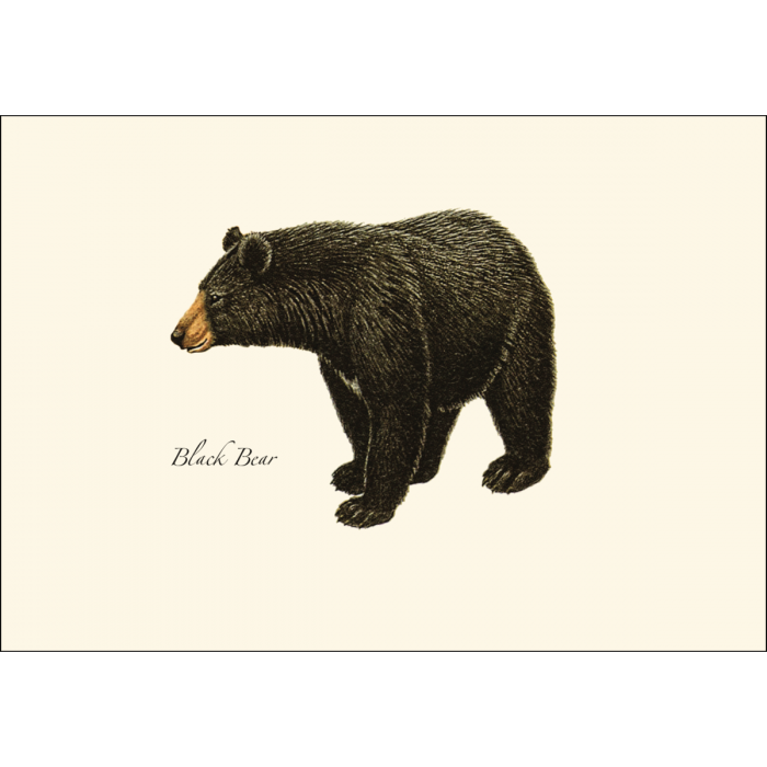 Earth Sky + Water - Black Bear