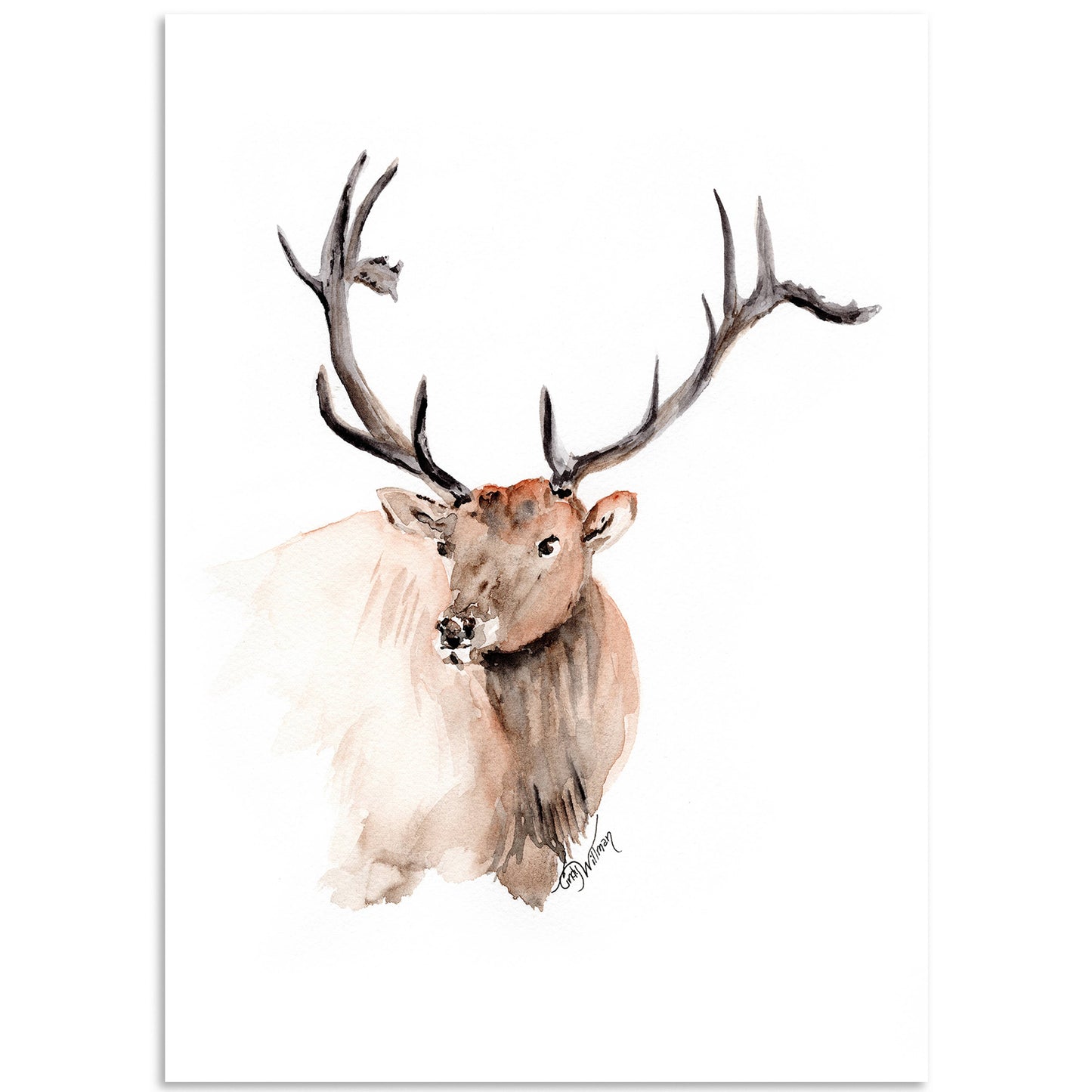 Moonlight & Grace - Elk