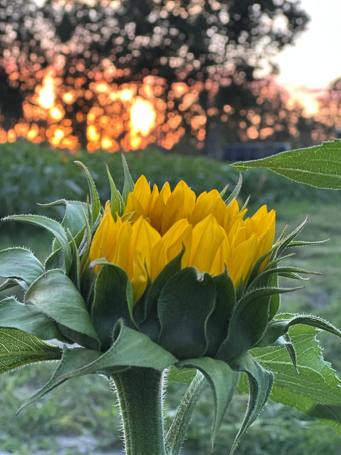Worden Farm - Florida Farm-Fresh-Cut Organic Sunflowers - Sleeved