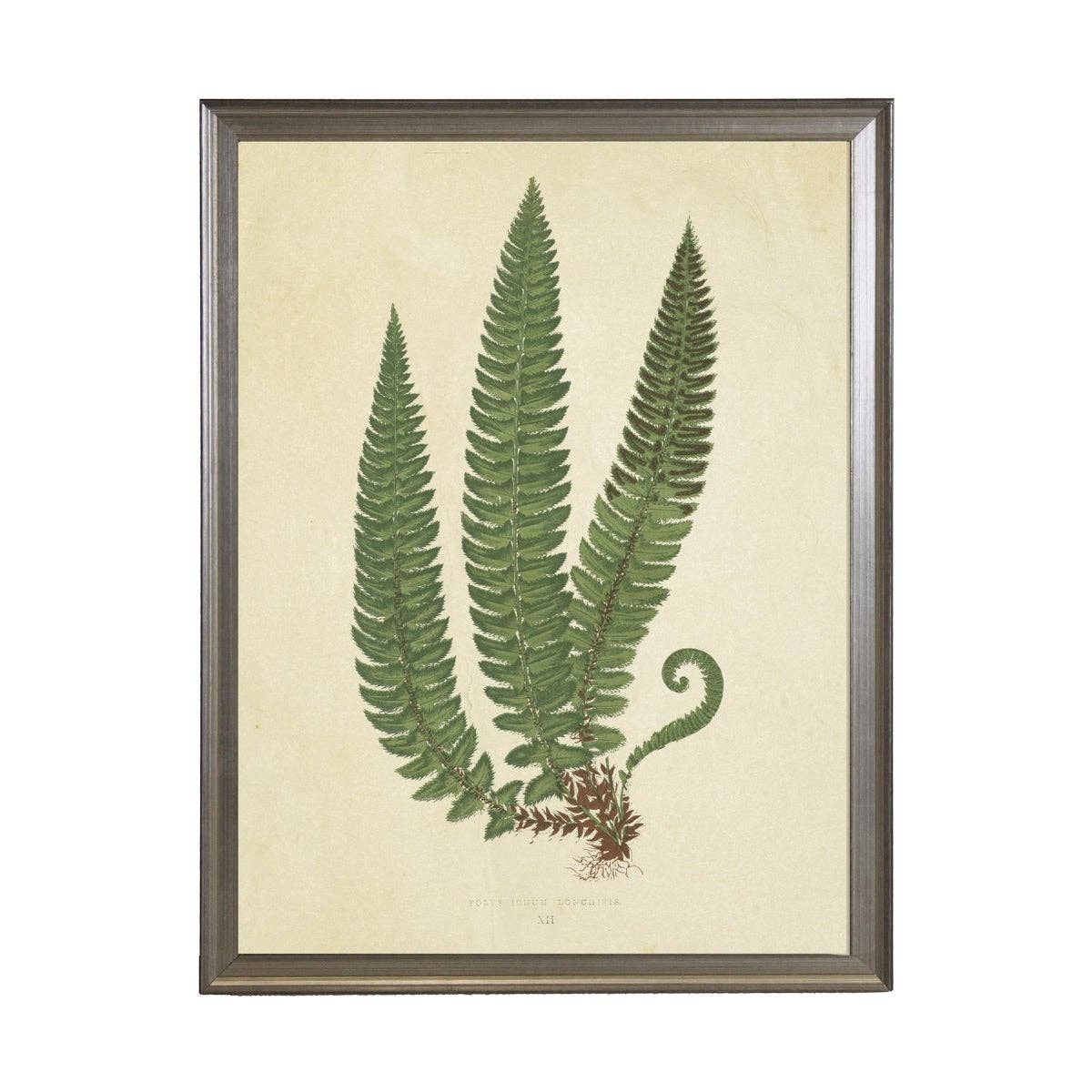 Antique Curiosities Inc - Fern Print: Gold Frame 2425-35 Aq / 10" X 8"