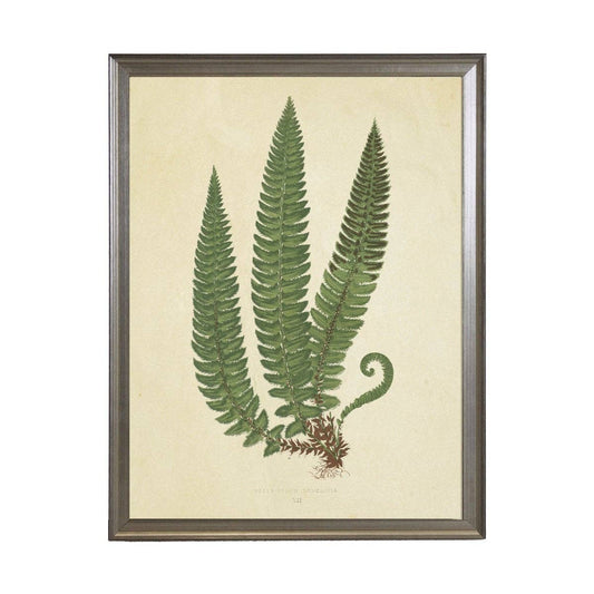 Antique Curiosities Inc - Fern Print: Gold Frame 2425-35 Aq / 10" X 8"
