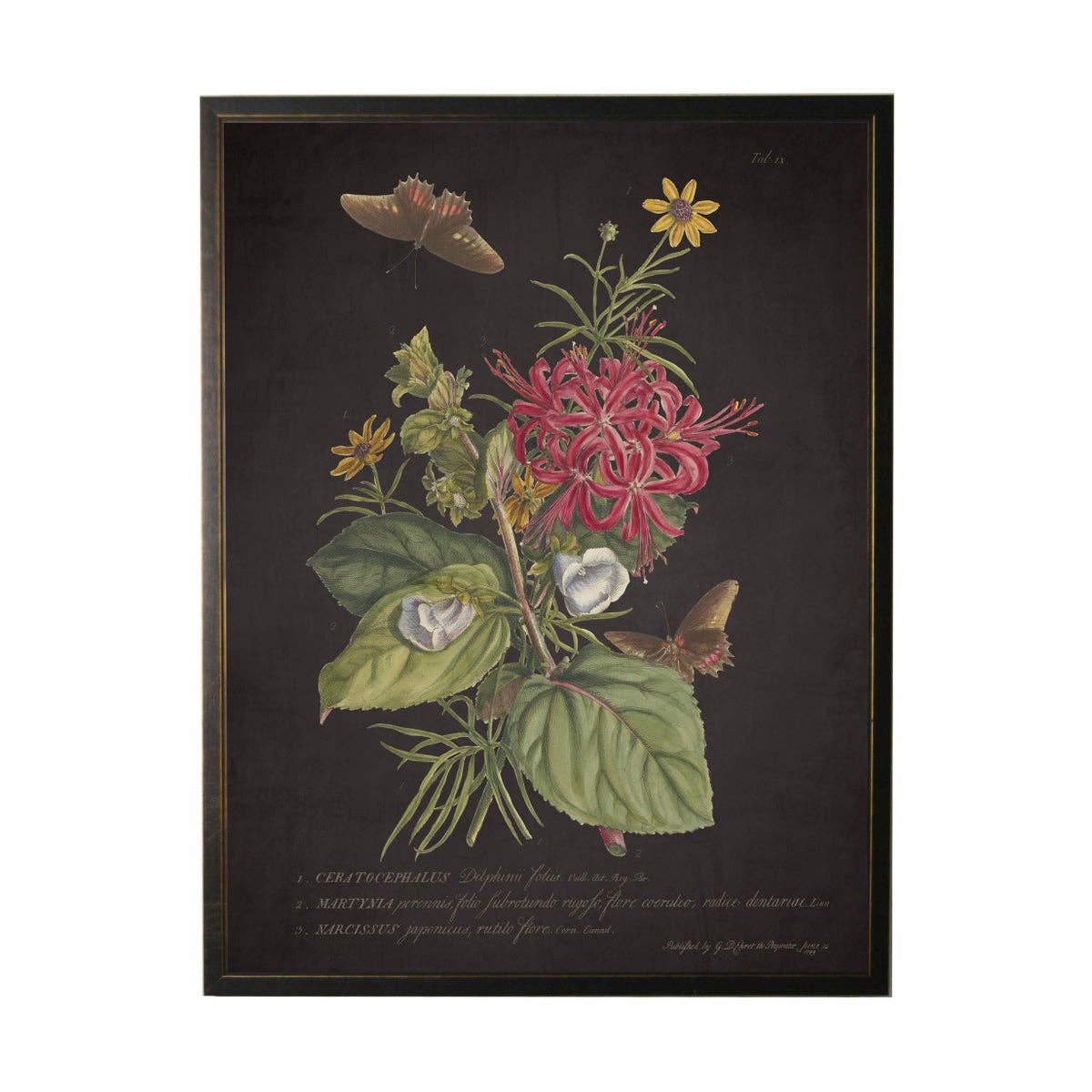 Antique Curiosities Inc - Vintage Floral And Butterfly Print On Black Background: Black Frame 2400-35 Za / 10" X 8"