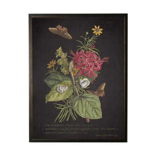 Antique Curiosities Inc - Vintage Floral And Butterfly Print On Black Background: Black Frame 2400-35 Za / 10" X 8"