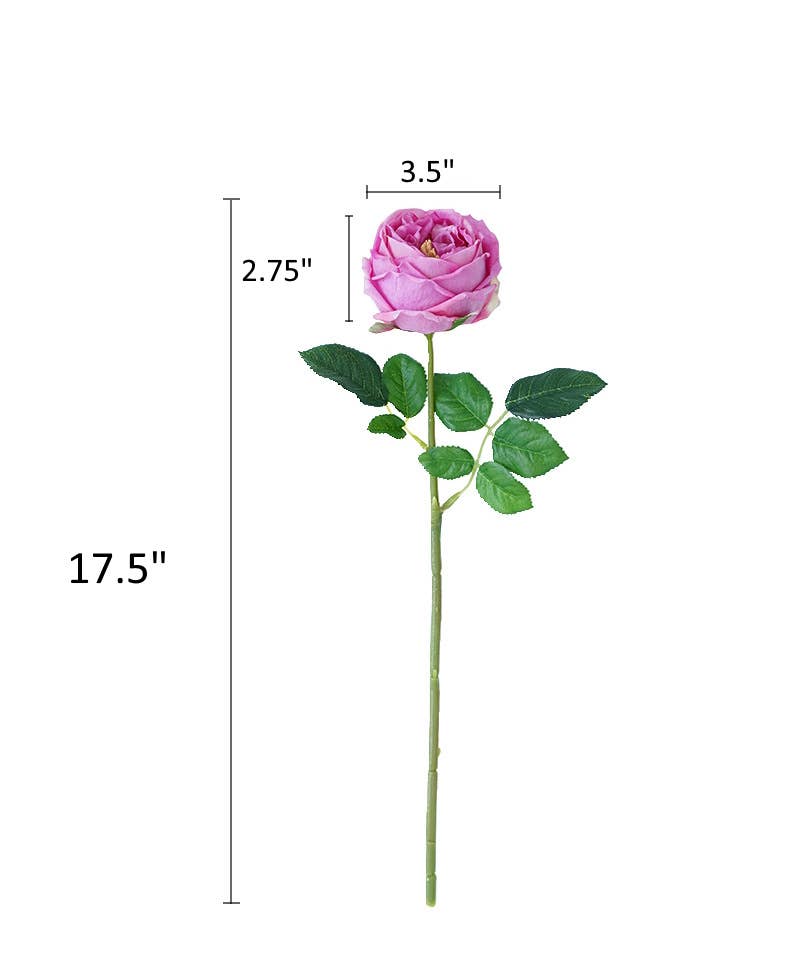 Angel Isabella - 17"Premium Real touch English Austin Cabbage Rose Stem: Pure White