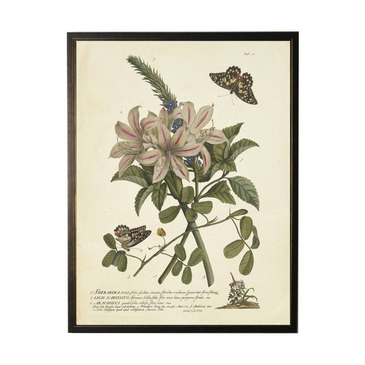 Antique Curiosities Inc - Vintage Floral And Butterfly Print: Black Frame 2400-35 Za / 10" X 8"
