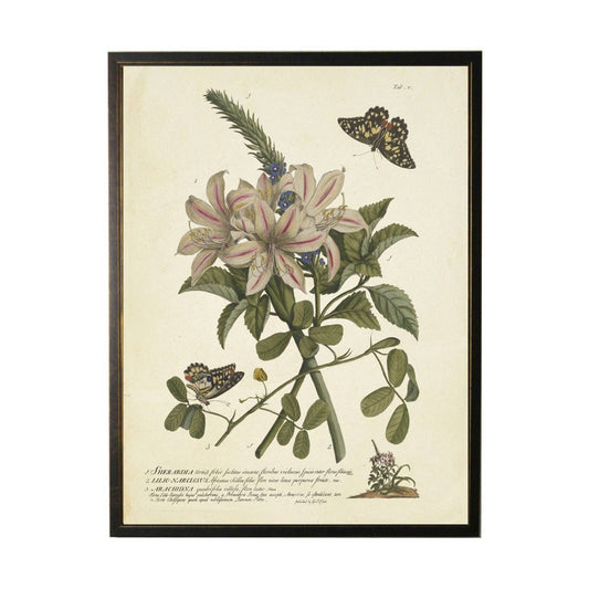 Antique Curiosities Inc - Vintage Floral And Butterfly Print: Black Frame 2400-35 Za / 10" X 8"