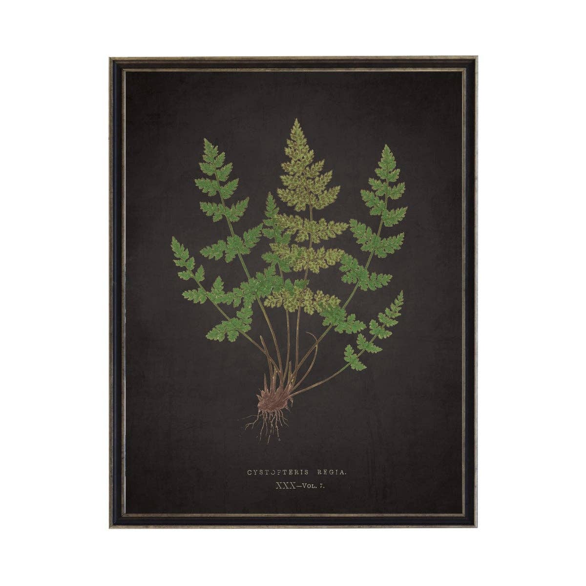 Antique Curiosities Inc - Fern I On Aged Black Background: Black Frame 2400-35 Za / 10" X 8"