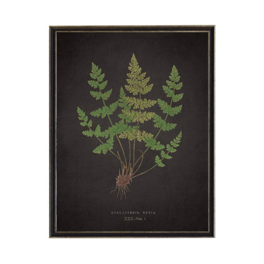 Antique Curiosities Inc - Fern I On Aged Black Background: Black Frame 2400-35 Za / 10" X 8"