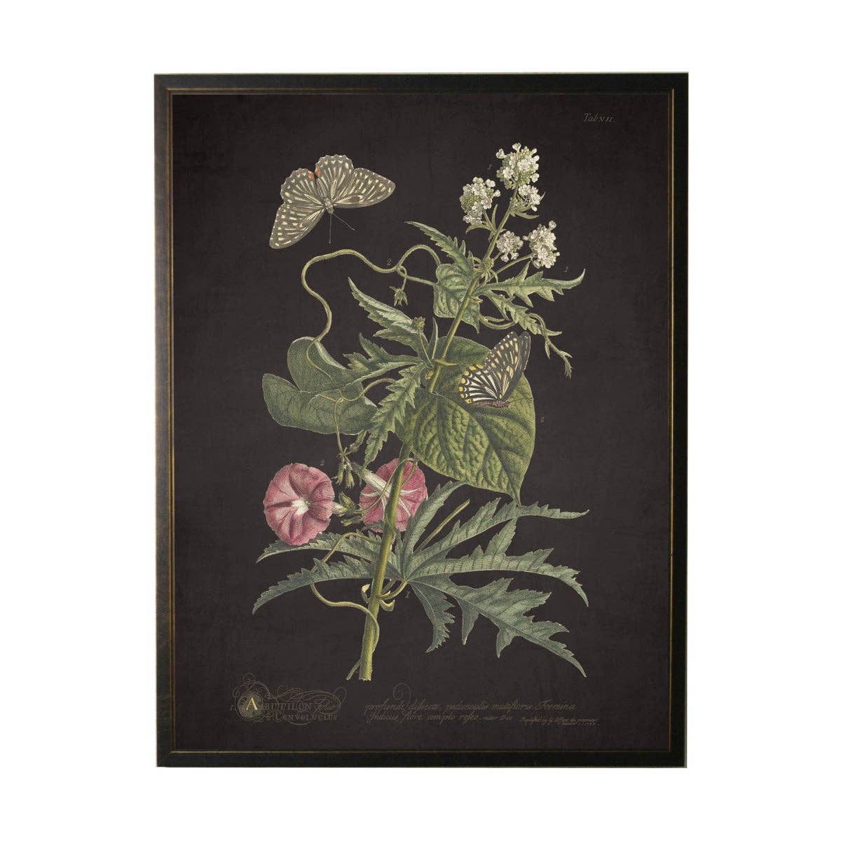 Antique Curiosities Inc - Vintage Floral And Butterfly Print On Black Background: Black Frame 2400-35 Za / 10" X 8"