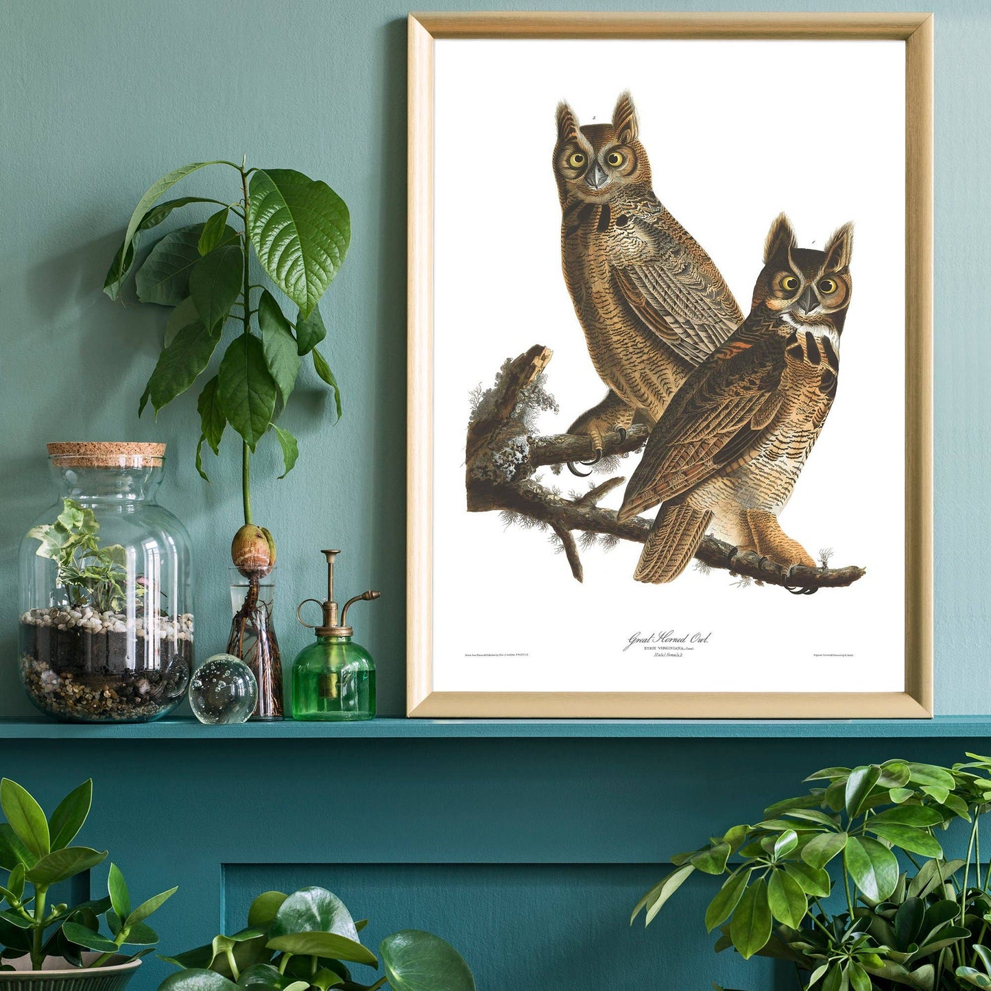 Ink & Drop - Great Horned Owl Vintage Antique Bird Print: 11 ¾ x 15 ¾ in | 30x40 cm / Matte