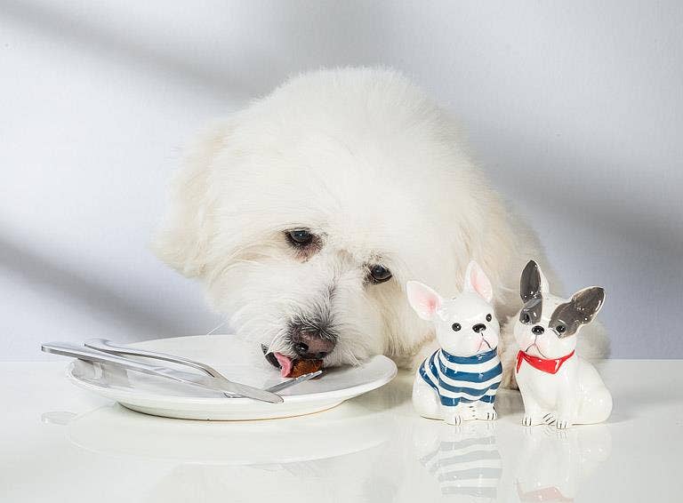 Abbott - French Bulldog Salt & Pepper-4"H