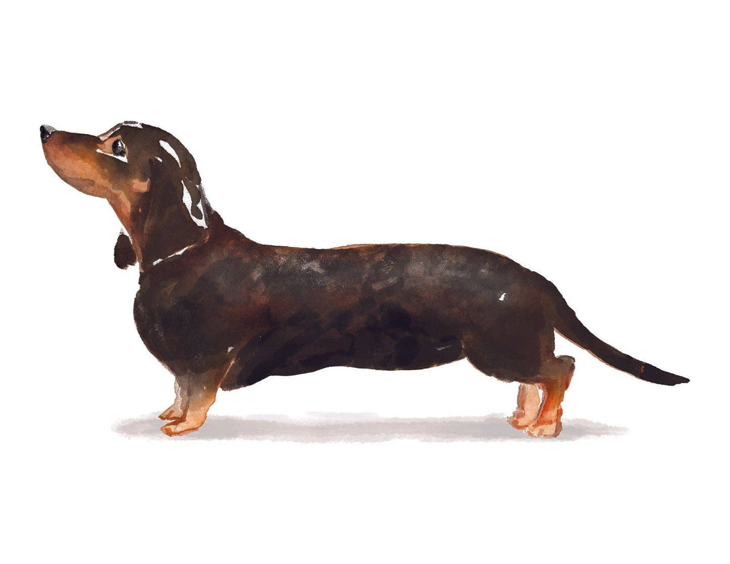 Bourbon & Bacon - Dachshund, Black and Tan Note Cards