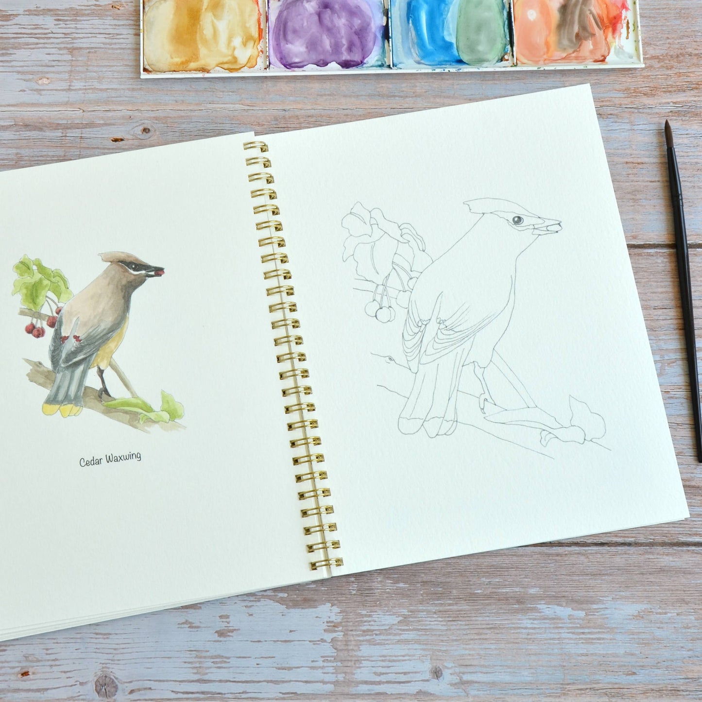 LKA Fine Art - Watercolor workbook, Backyard Birds Watercoloring book