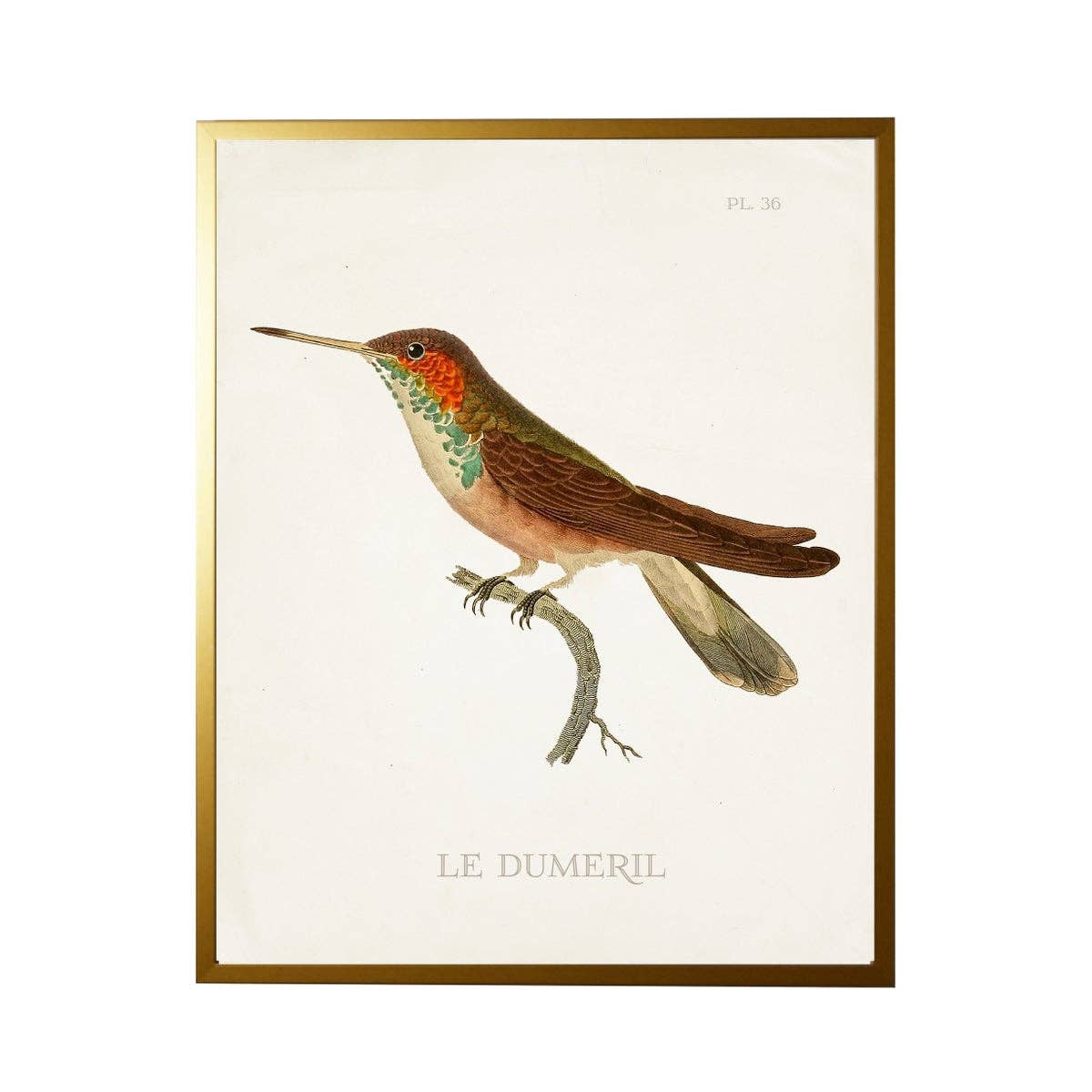 Antique Curiosities Inc - Hummingbird Plate 36 On White: Gold Frame 2425-35 Aq / 10" X 8"