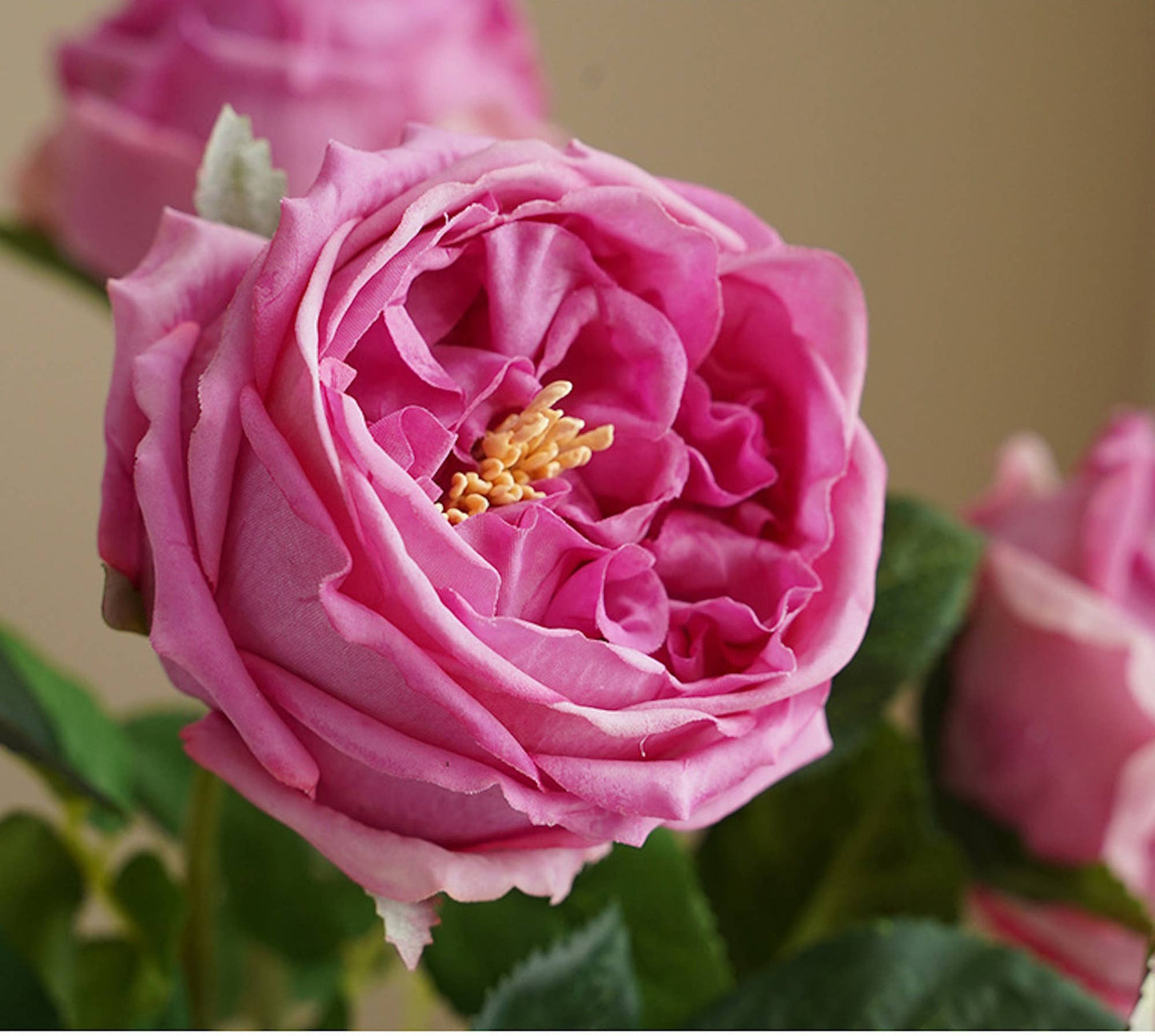 Angel Isabella - 17"Premium Real touch English Austin Cabbage Rose Stem: Pure White