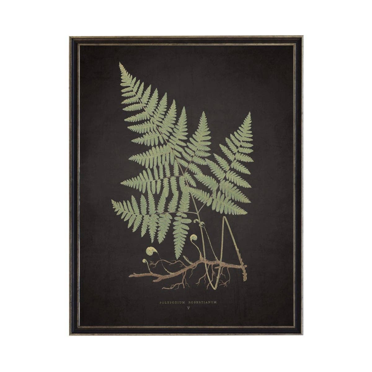 Antique Curiosities Inc - Fern D On Aged Black Background: Black Frame 2400-35 Za / 10" X 8"