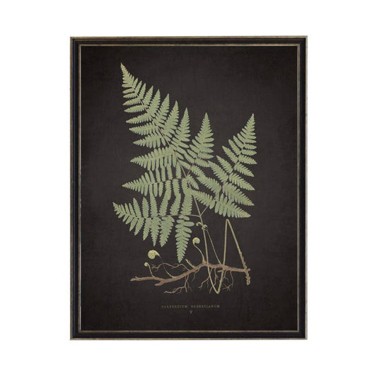 Antique Curiosities Inc - Fern D On Aged Black Background: Black Frame 2400-35 Za / 10" X 8"