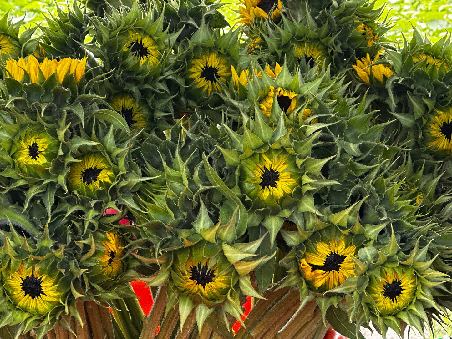 Worden Farm - Florida Farm-Fresh-Cut Organic Sunflowers - Sleeved