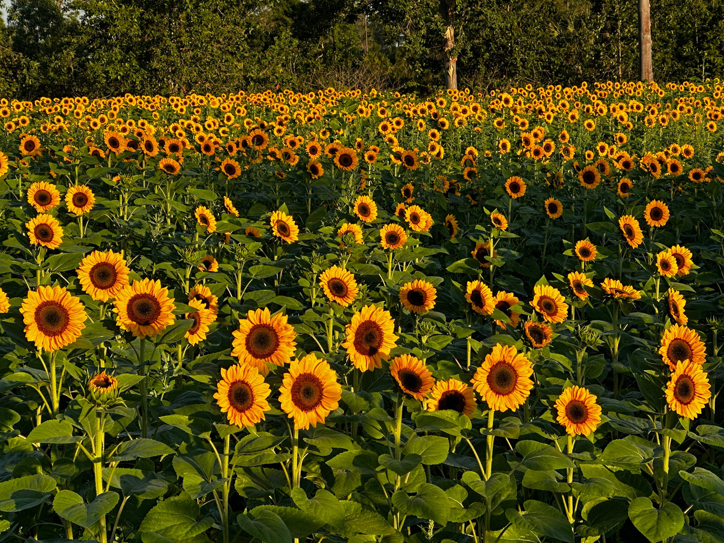 Worden Farm - Florida Farm-Fresh-Cut Organic Sunflowers - Sleeved