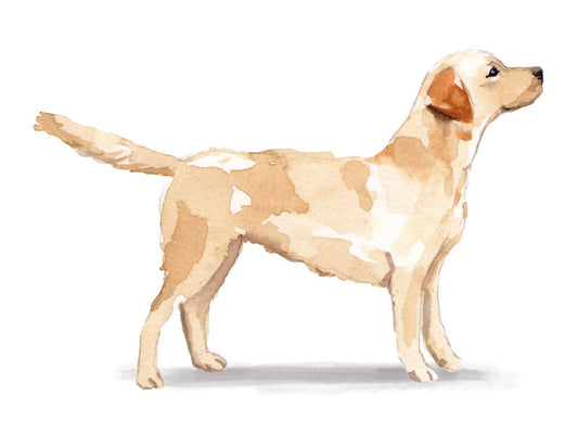 Bourbon & Bacon - Labrador Retriever, Yellow Note Cards