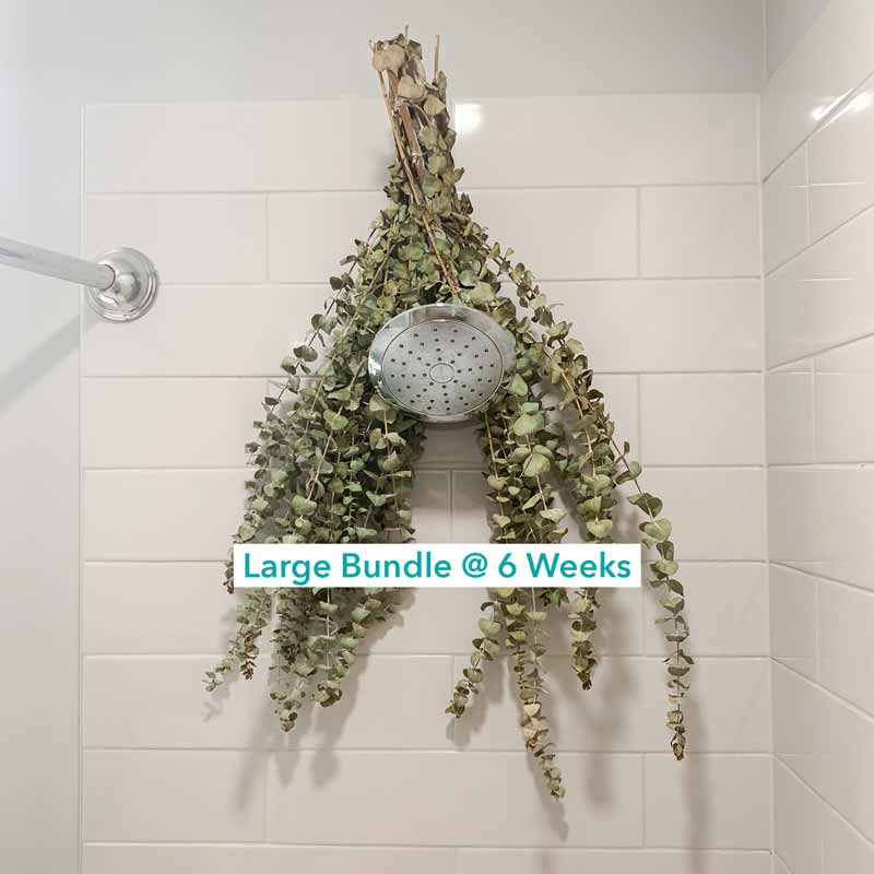 Self-Care Shower - Fresh Eucalyptus Bundle | For Shower/Vase | SAN DIEGO GROWN: Large (🎉 Bestseller)