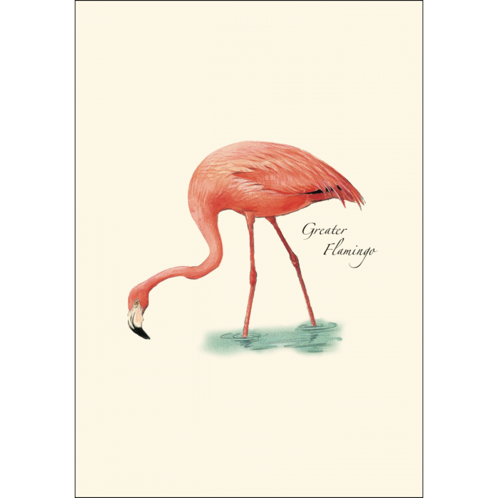Earth Sky + Water - Flamingo
