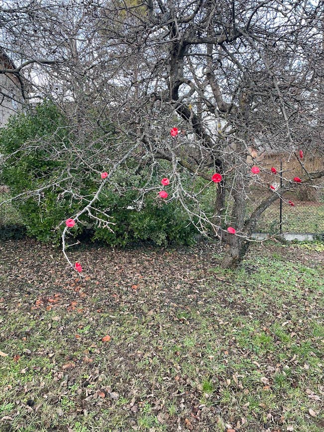 CARNEOL GLASS - Small Glass Flower For Outside In Red On Flexible Stem